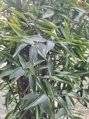Dracaena surculosa