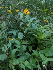 Helianthus decapetalus