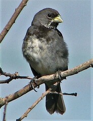 Sporophila caerulescens