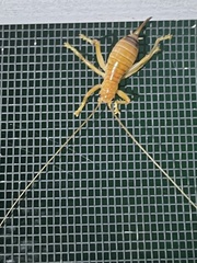 Camptonotus carolinensis