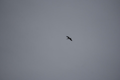 Phalacrocorax varius varius