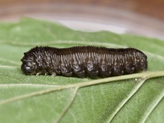 Lagium atroviolaceum