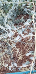 Tracheophyta