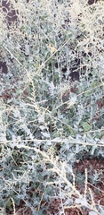 Tracheophyta