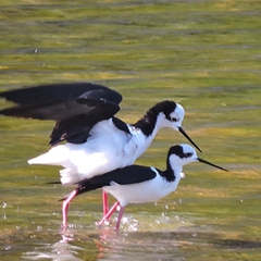 Himantopus mexicanus melanurus