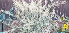 Tracheophyta