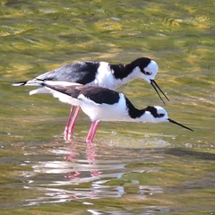Himantopus mexicanus melanurus