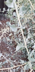 Tracheophyta
