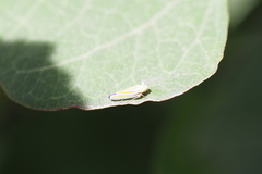 Graphocephala