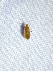 Anthocoridae