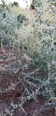 Tracheophyta