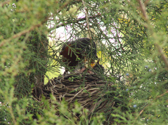Turdus migratorius