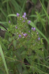 Gentianella quinquefolia
