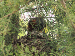 Turdus migratorius
