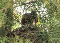Turdus migratorius