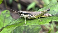 Paroxya clavuligera