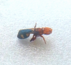 Cephalotes umbraculatus