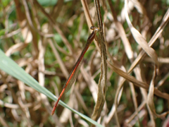 Argiocnemis rubescens