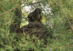 Turdus migratorius