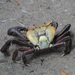 Atlantic Mangrove Ghost Crab - Photo (c) Horacio Alberto Garcia, some rights reserved (CC BY-NC), uploaded by Horacio Alberto Garcia