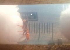 Cephalotes umbraculatus