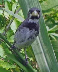 Sporophila caerulescens