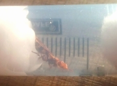 Cephalotes umbraculatus