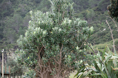 Metrosideros excelsa