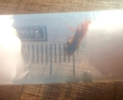 Cephalotes umbraculatus