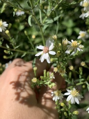 Symphyotrichum urophyllum