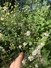 Symphyotrichum urophyllum