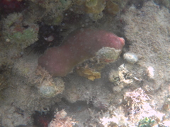 Porites