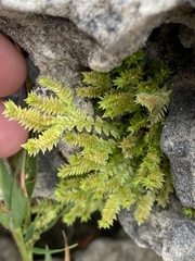 Selaginella eclipes