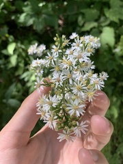 Symphyotrichum urophyllum