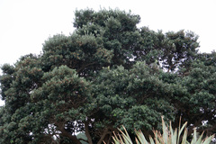 Metrosideros excelsa