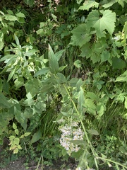 Symphyotrichum urophyllum