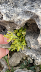 Selaginella eclipes