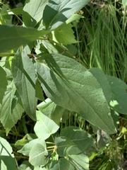 Symphyotrichum urophyllum