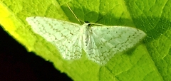 Idaea tacturata