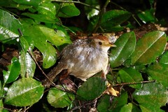 Pellorneum ruficeps