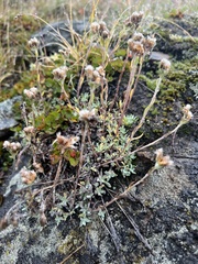 Antennaria alpina