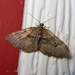 Xanthorhoe lacustrata