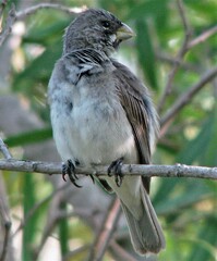 Sporophila caerulescens