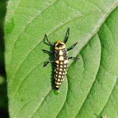 Coccinellidae