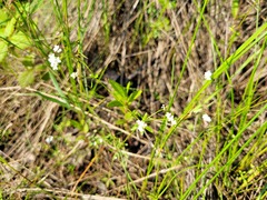 Galium palustre