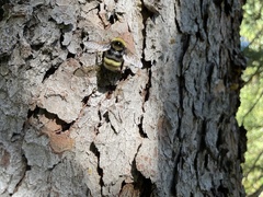 Bombus occidentalis