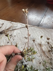 Antennaria alpina