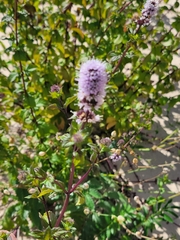 Mentha × piperita