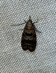 Pococera asperatella