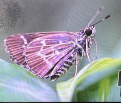 Amblyscirtes aesculapius